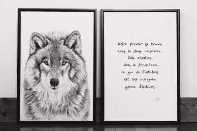 Le Loup et La pleine conscience
